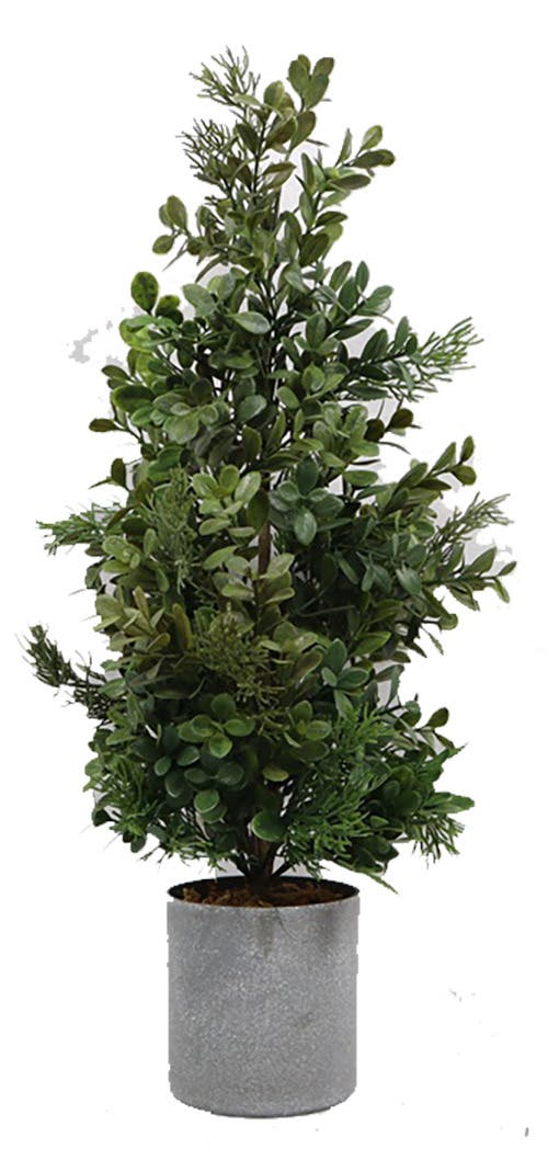 10 x 20 Green Boxwood Cedar Tree