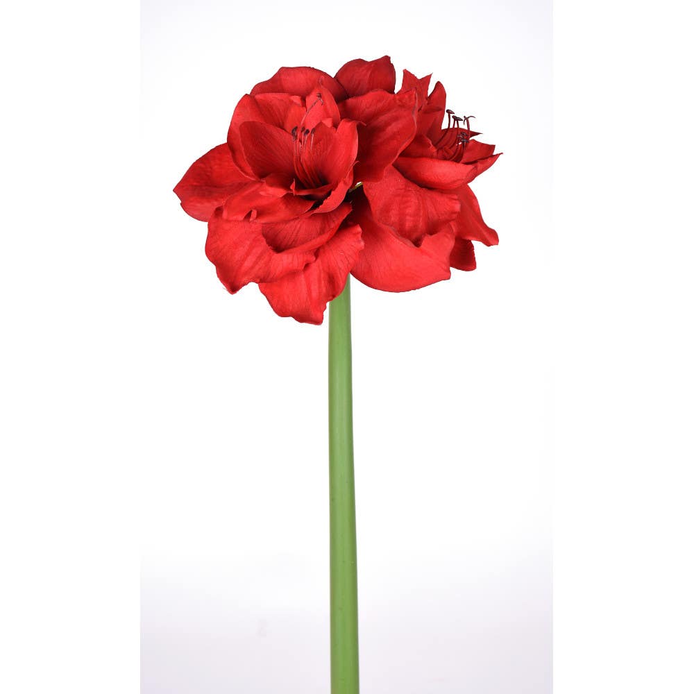 26 Red Amaryllis Stem