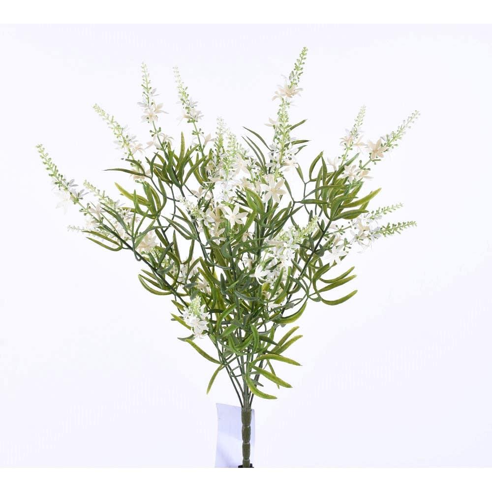 19 White Podocarpus Bush