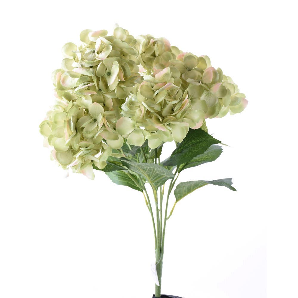 23 Pink and Green Hydrangea Bush