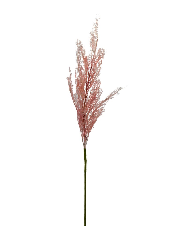 70 Pink Pampas Grass Stem