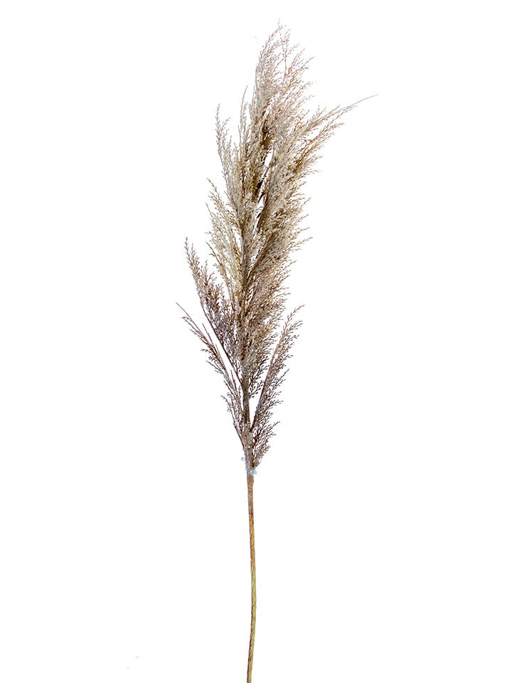 43 Brown Wheat Spray