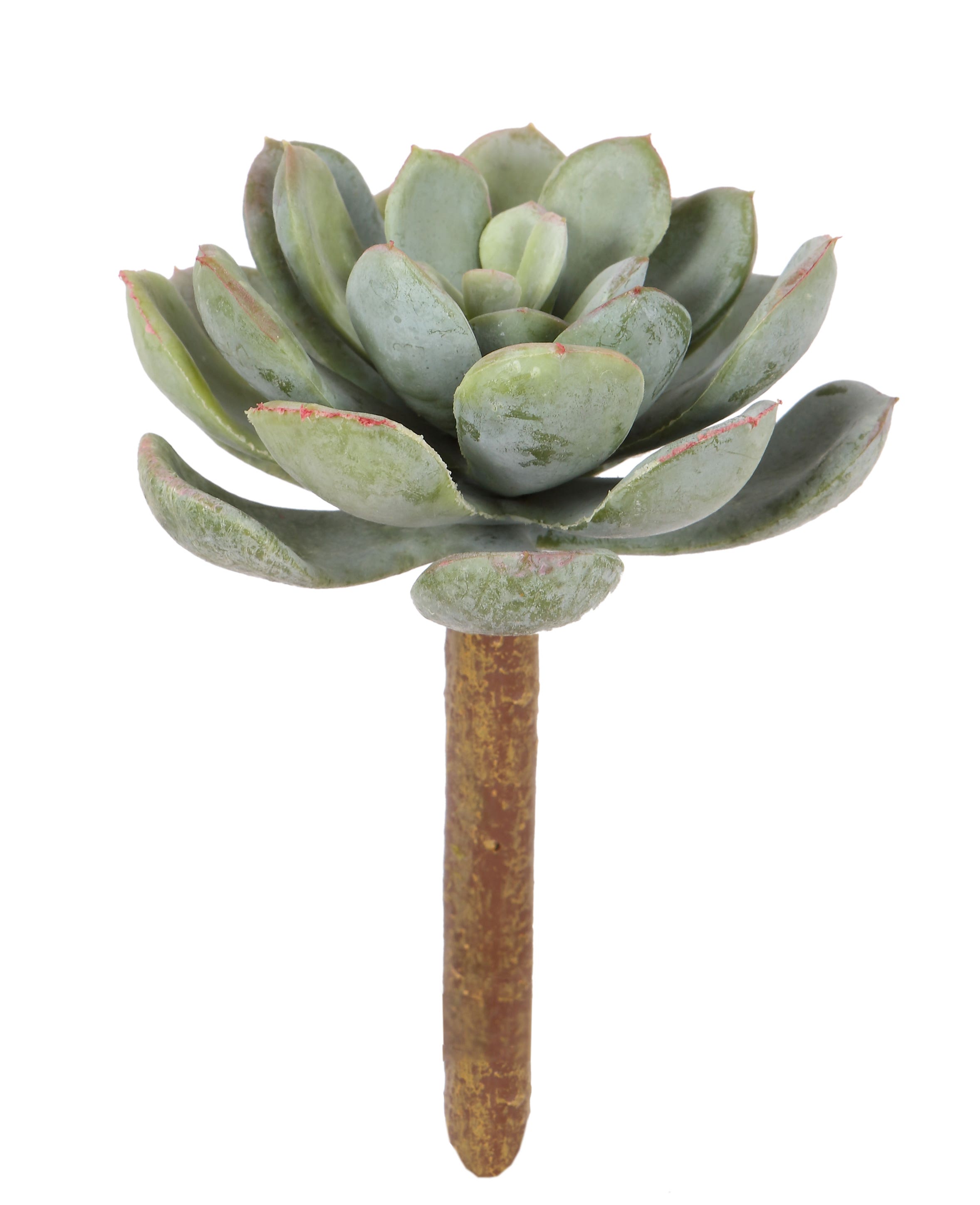 5.5 Green Speckled Succulent Stem