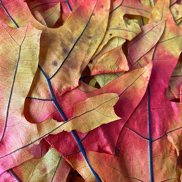 Autumn Oak Leaves, Bunch-1 Pound