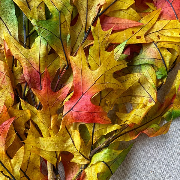1 lb Transparent Harvestone Oak Leaves