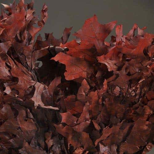1 lb Chocolate Oak Leaves
