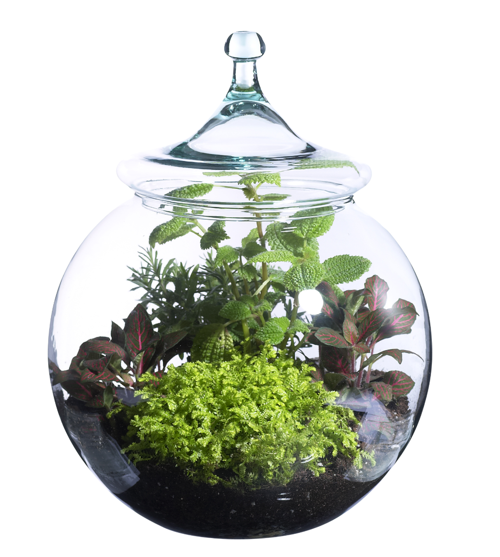 12 Clear Glass Bubble Bowls, 2-Case