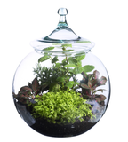 12 Clear Glass Bubble Bowls, 2-Case