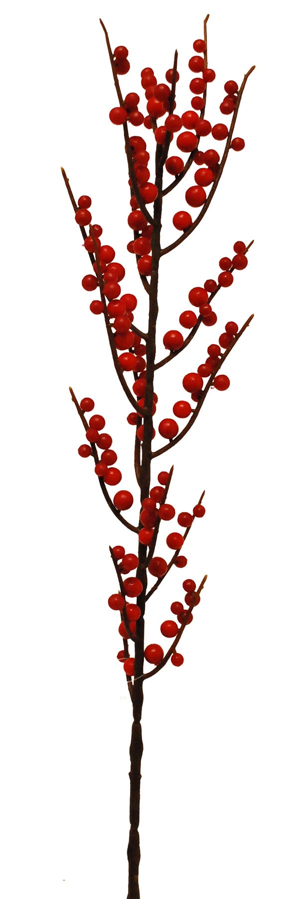 28 Ilex Red Berry Branch