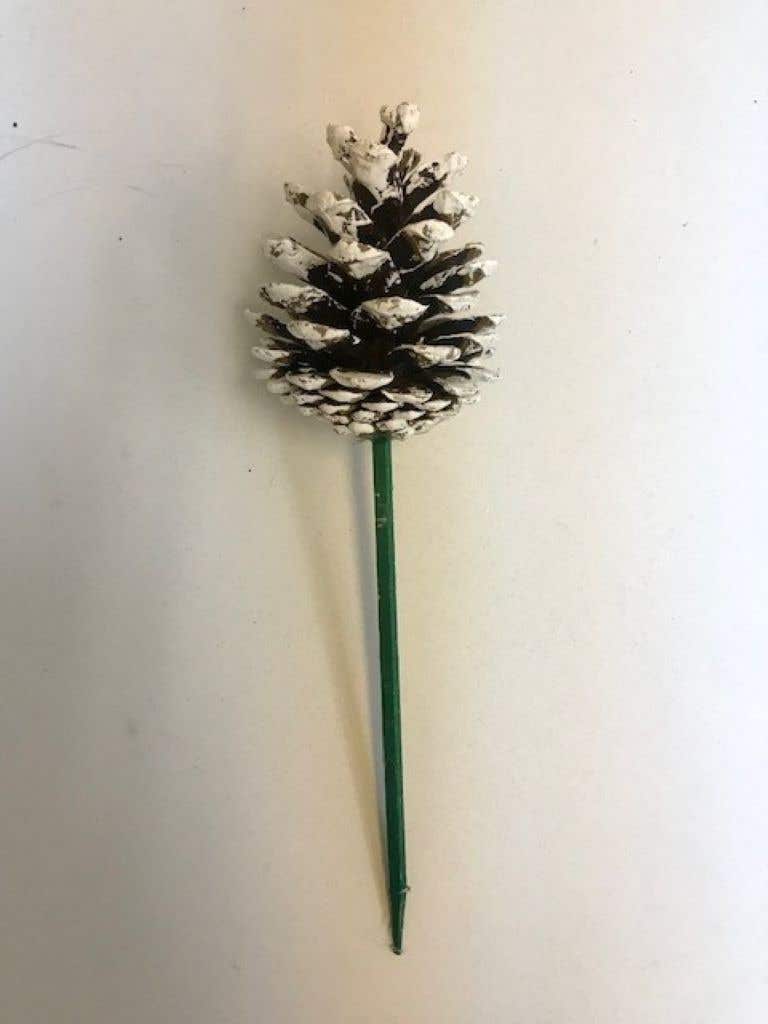 2 - 3 Austria Pinecone Tips, 100-Case