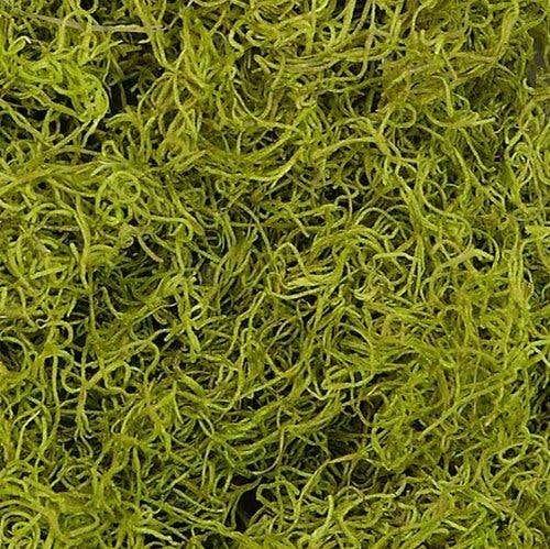 2.4 lb Green Spanish Moss