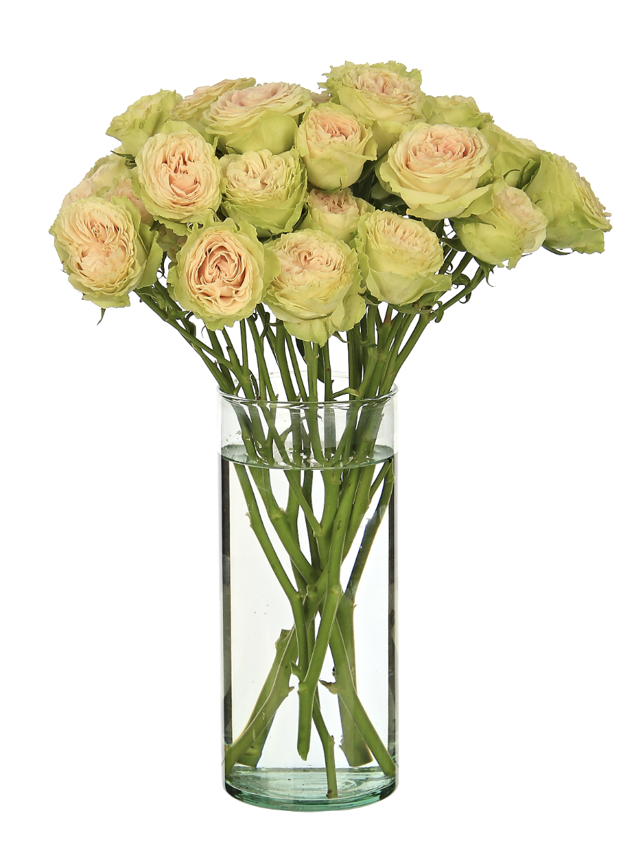 8.25 Clear Glass Cylinders, 12-Case