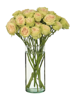 8.25 Clear Glass Cylinders, 12-Case