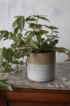 6.75 x 6.5 Rooney Ceramic Pot, 12-Case