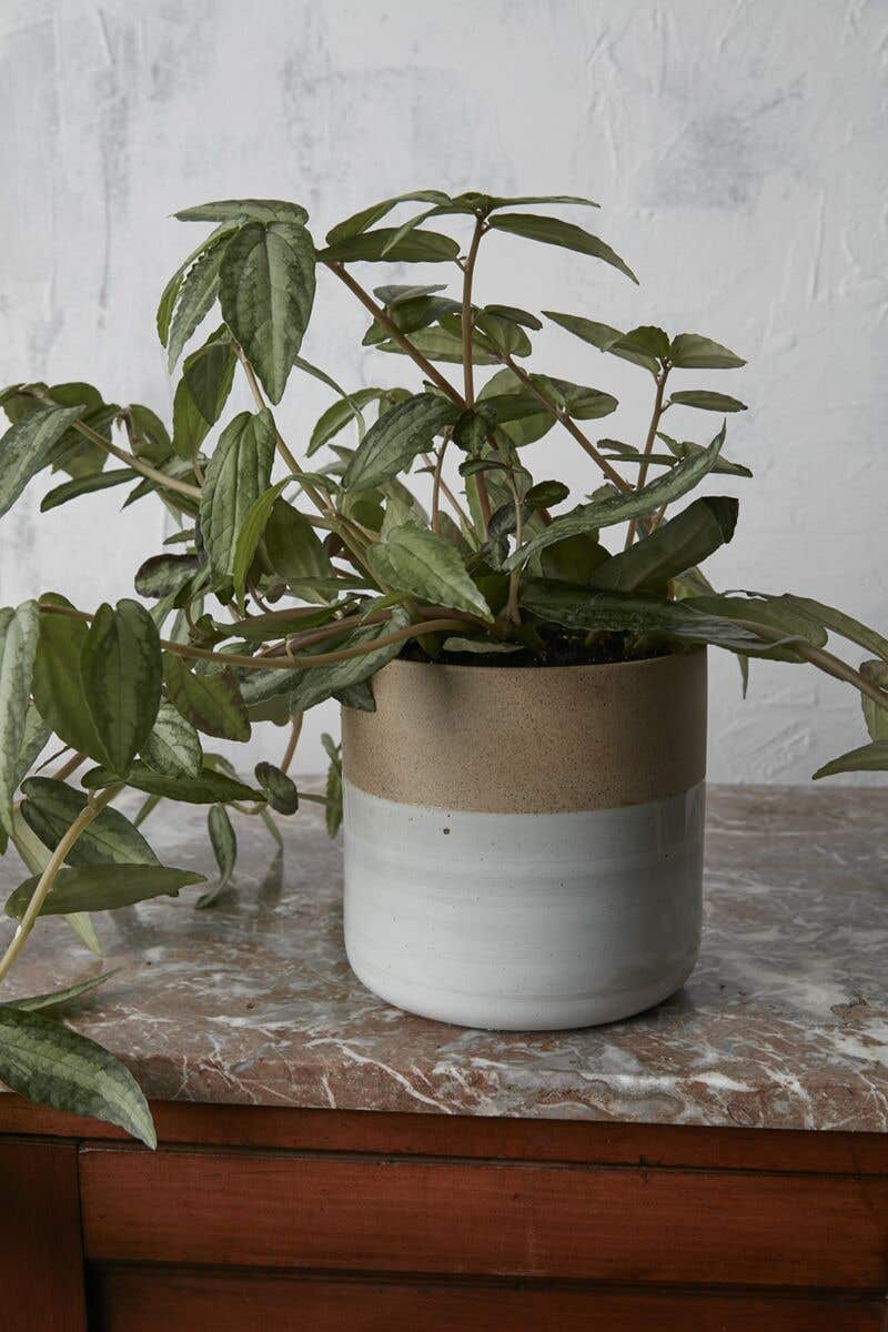 6.75 x 6.5 Rooney Ceramic Pot, 12-Case