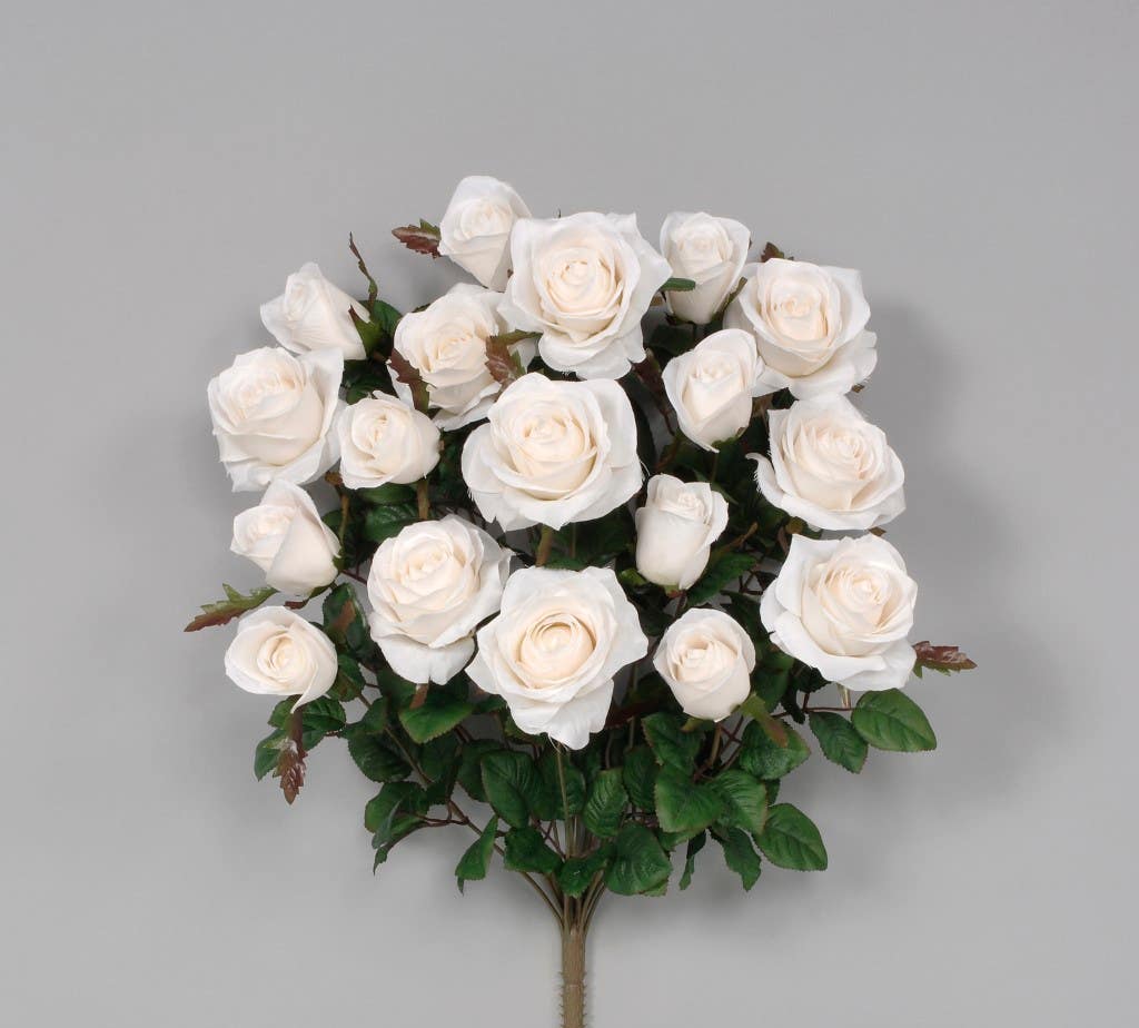 21.5 White Grandiflora Rose Bush