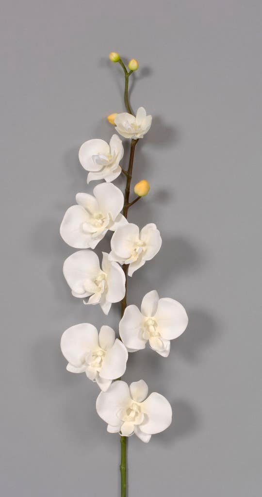 33 White Phalaenopsis Orchid Spike