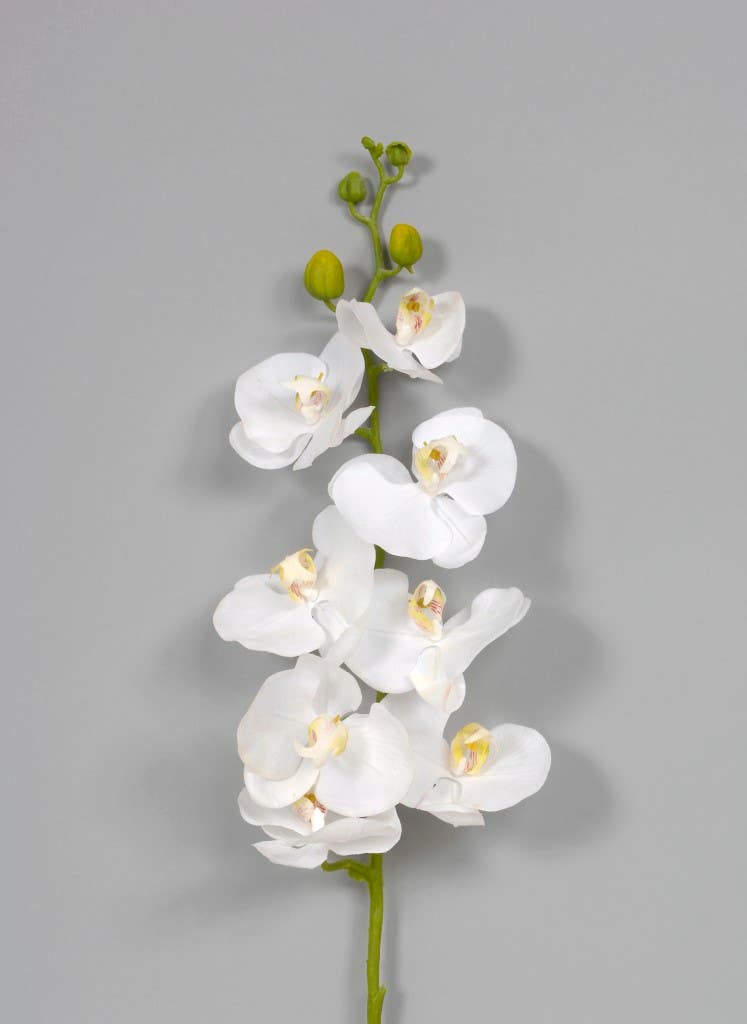 41 White Phalaenopsis Spray