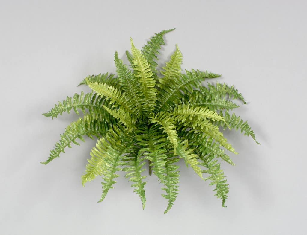 24 Boston Fern Bush with 28 Leaves