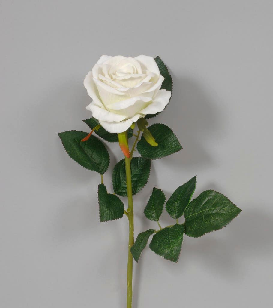30 Cream Velvet Rose with 4 Head