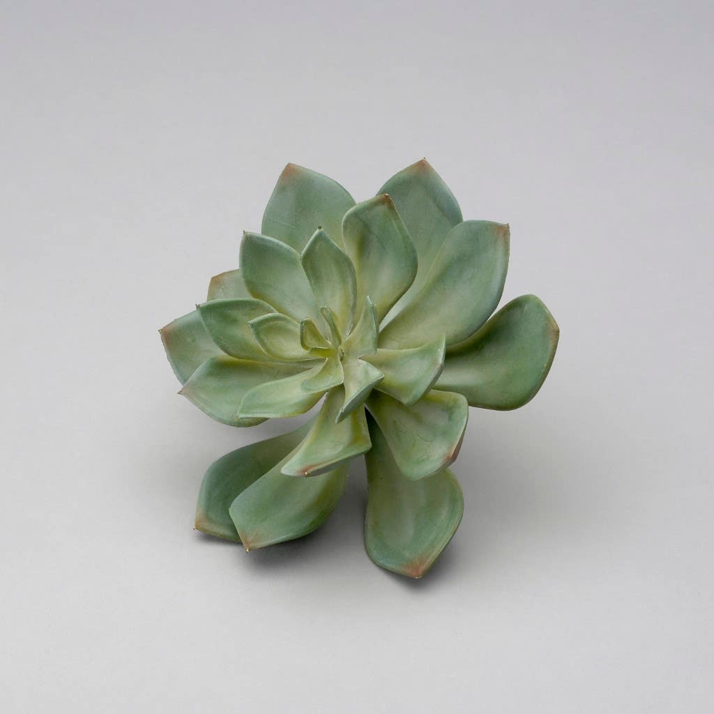 4 x 6.5 Green Echeveria Pick