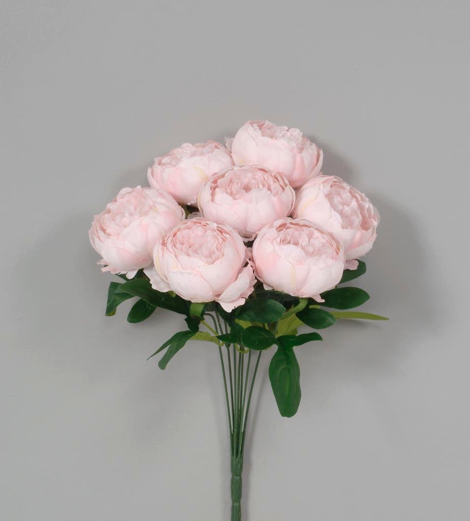 19 Pink Peony Bush with 7 Leaves