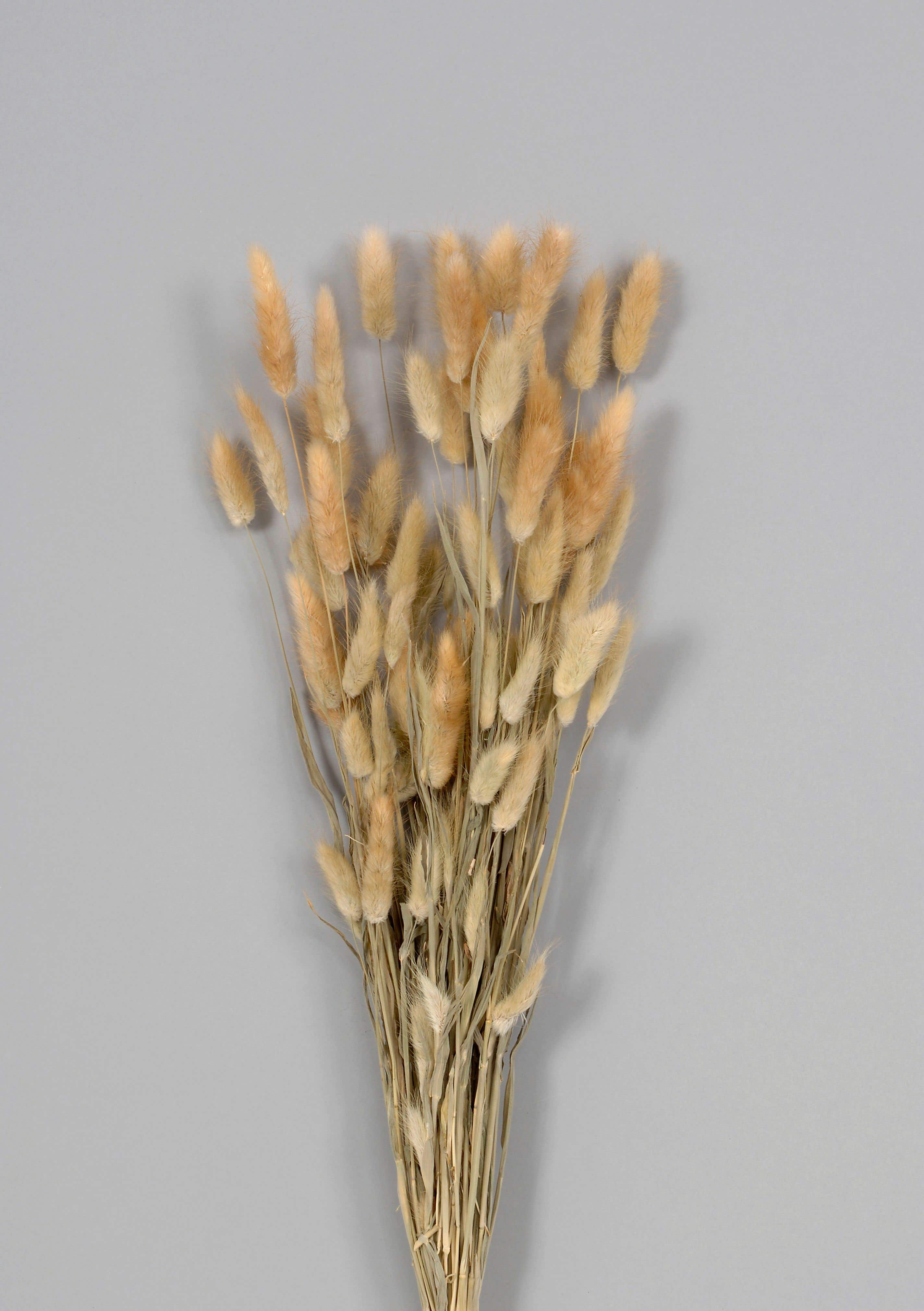 25 Dried Natural Bunny Tail