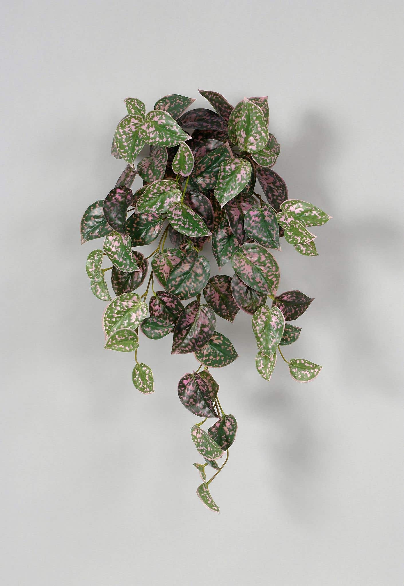 26 Pink Speckled Scindapsus Leaf Bush