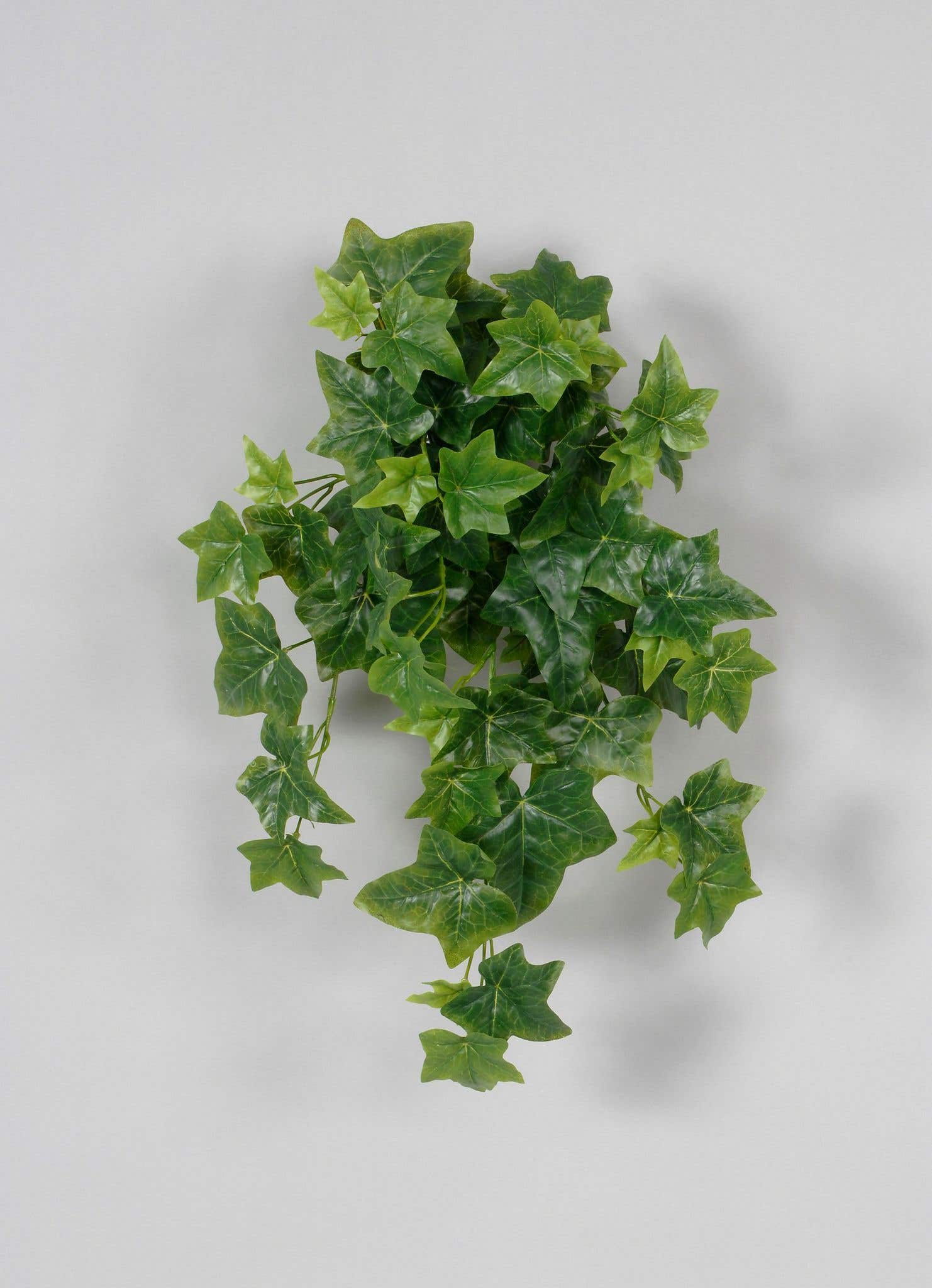 24 Long Hanging Sage Ivy Bush