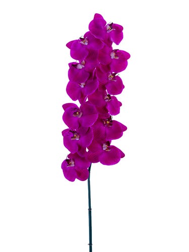 42 Fuschia Phalaenopsis Orchid