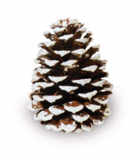 Sparkle Ponderosa Pinecones, 50-Case