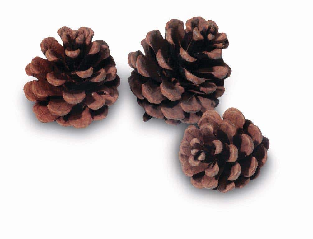 Red Natural Small Pinecones, 100-Case