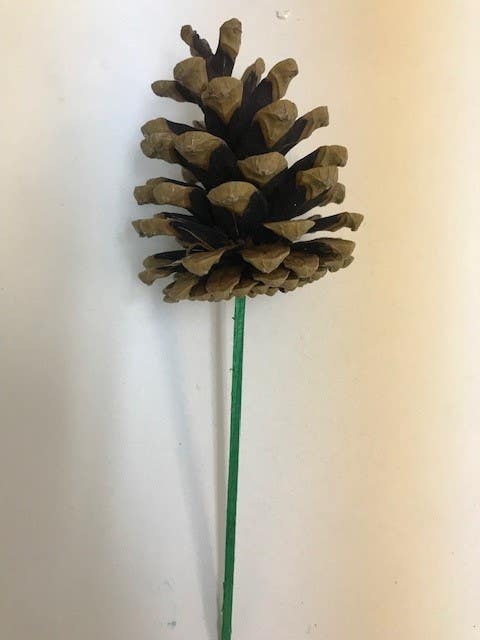 Austrica Medium Pinecones, 100-Case