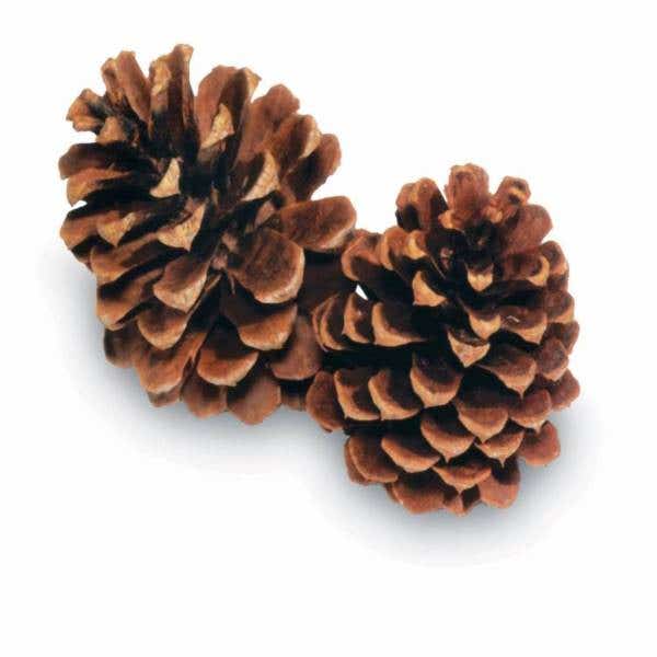 Natural Ponderosa Pinecones, 50-Case