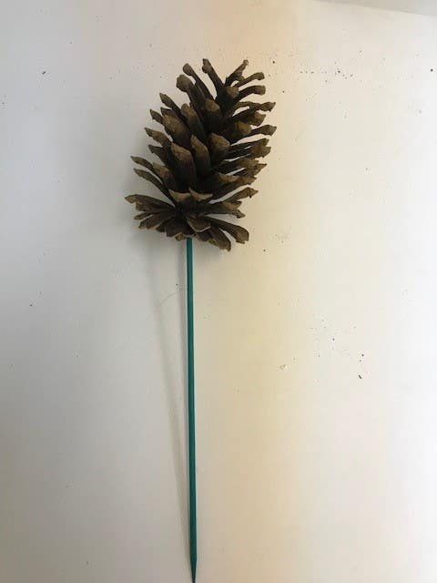 Natural Longleaf Pinecones, 50-Case