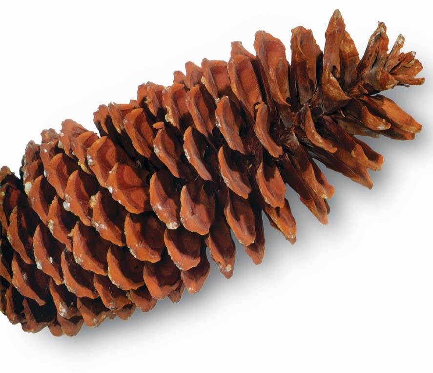 Natural Sugar Pinecone