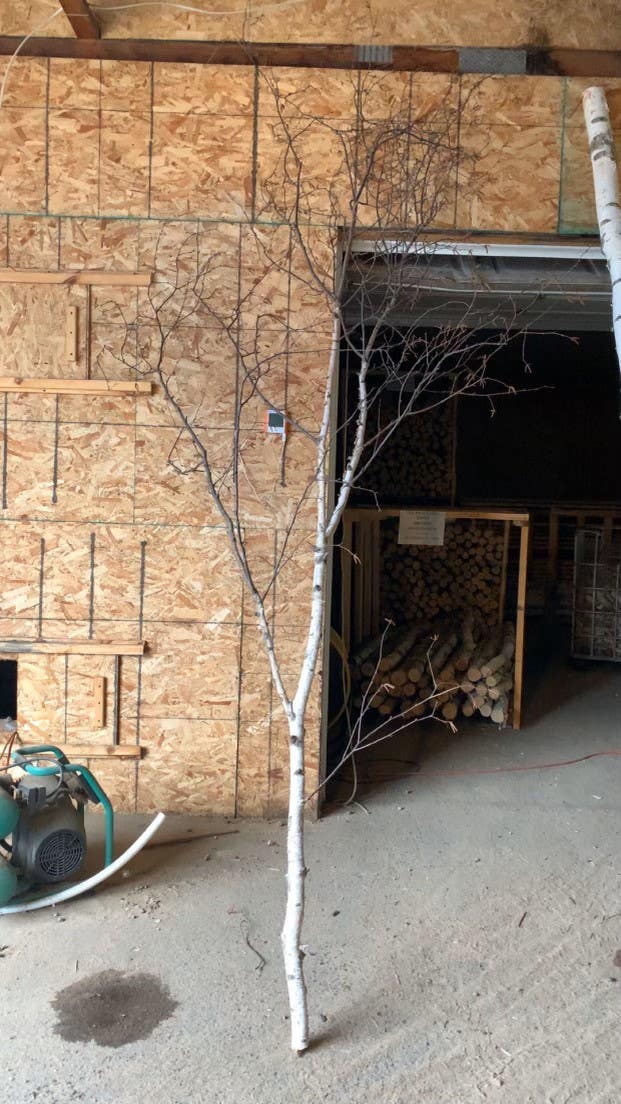 6-8' Birch Tree