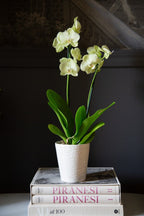 5 x 5.5 Warm White Birch Ceramic Pots, 6-Case