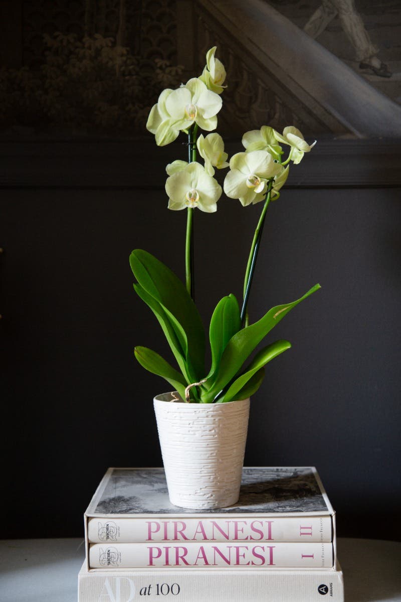 5 x 5.5 Warm White Birch Ceramic Pots, 6-Case