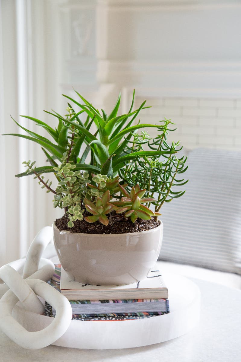 Potted plant on a stack of books with a white decorative object in the foreground