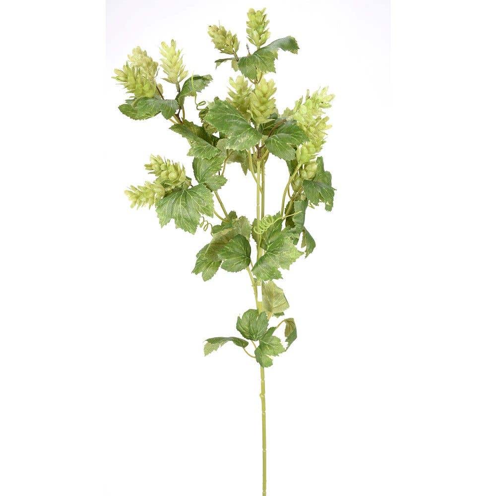 32 Green Hops Stem