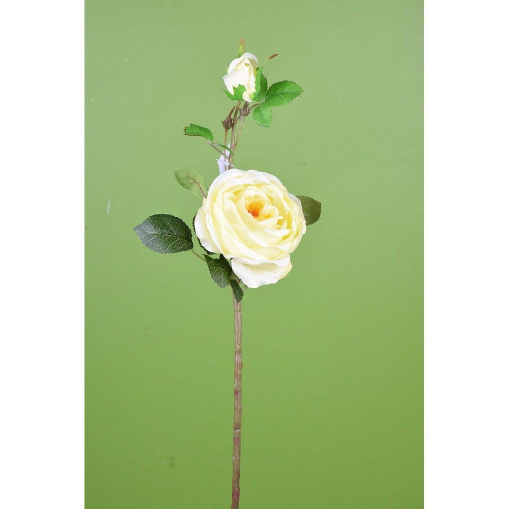 24 Cabbage Rose With Yellow Buds