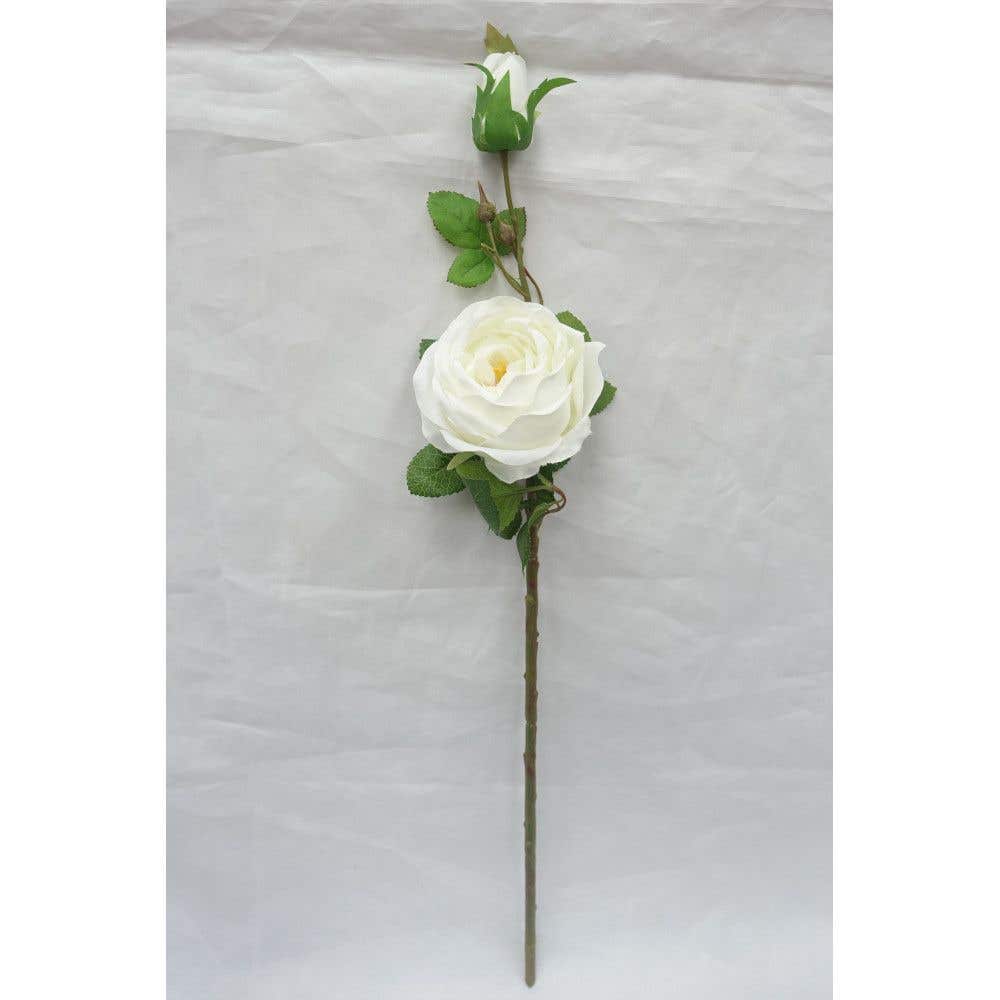 24 Cabbage Rose With White Buds