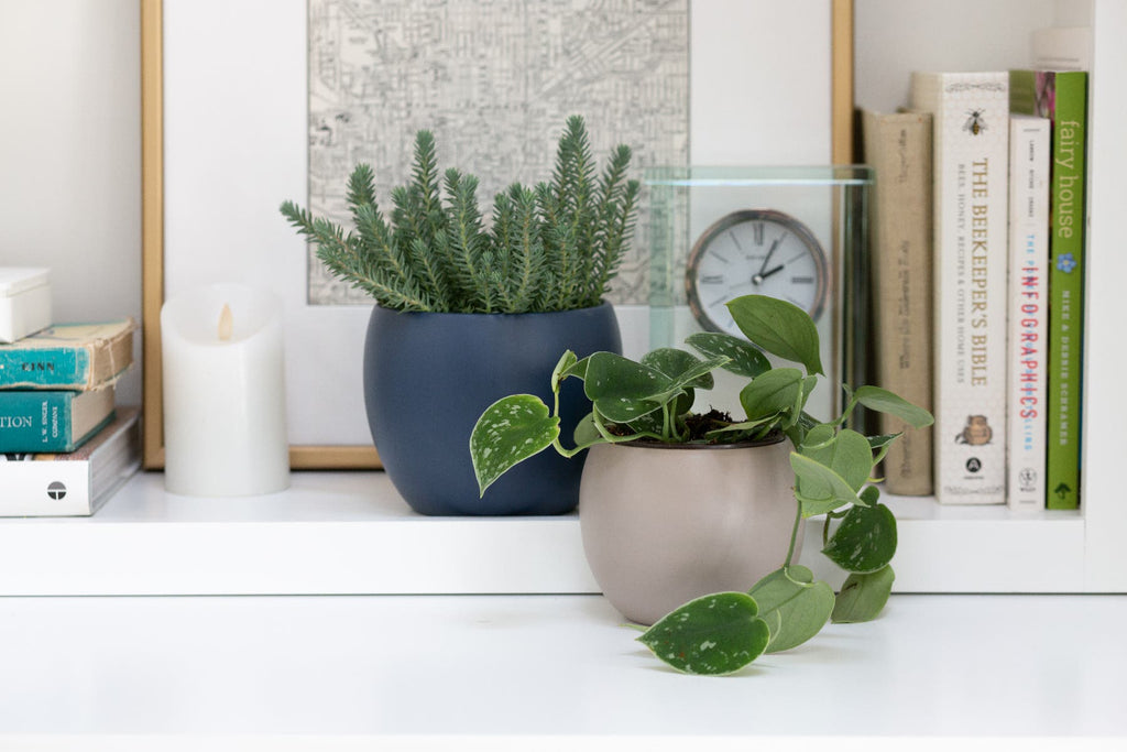 4.875 Stone Grey Phoenix Ceramic Planters, 6-Case