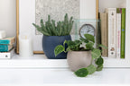 4.875 Stone Grey Phoenix Ceramic Planters, 6-Case