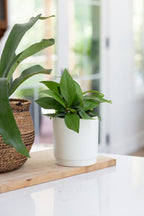5.25 Vanilla Charleston Ceramic Planters, 6-Case