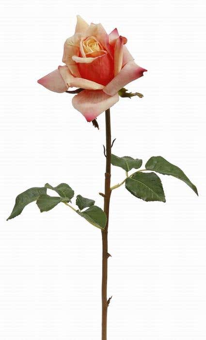 21 Peach Red Garden Rose Stem