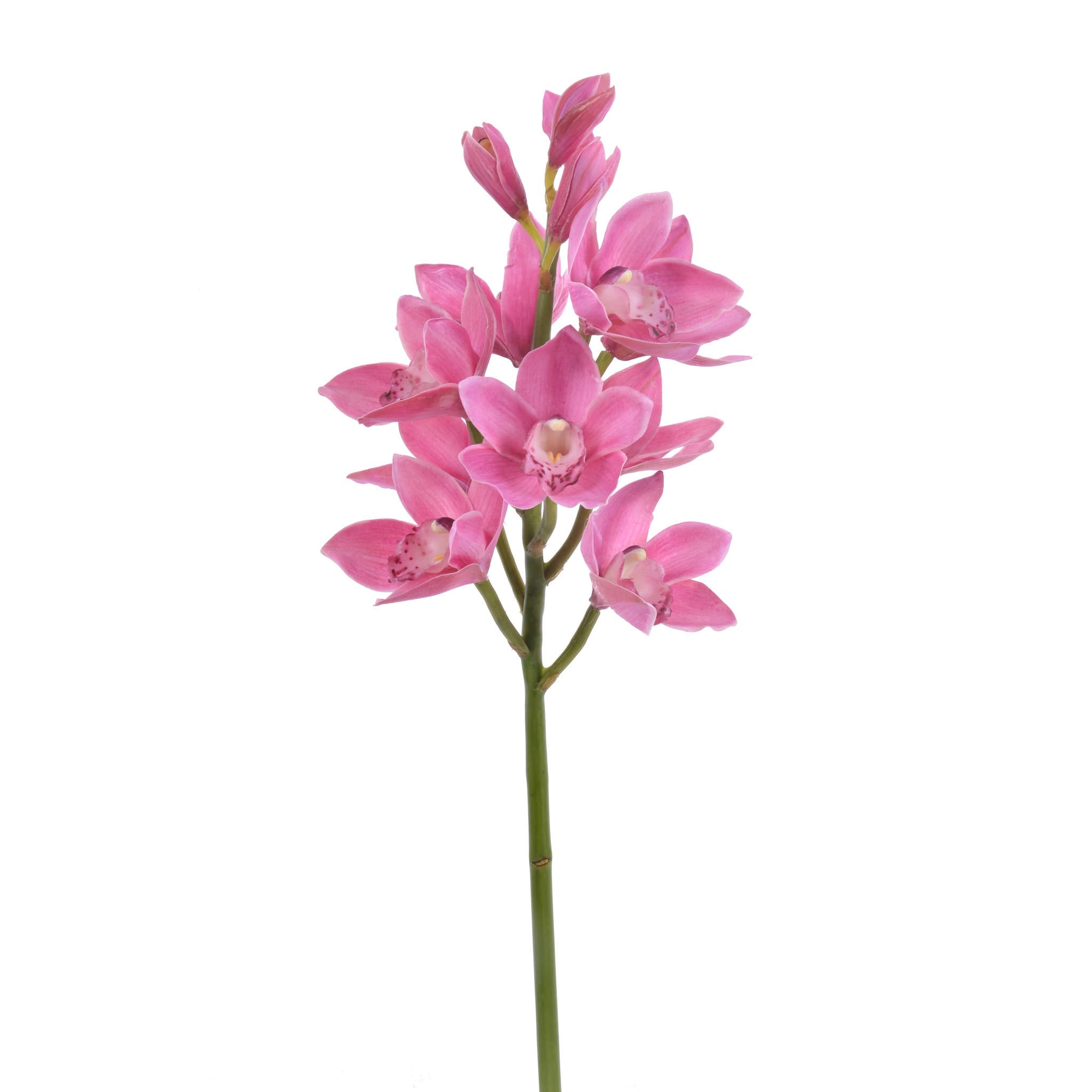 22 Burgundy Open Orchid Cymbidium Stem