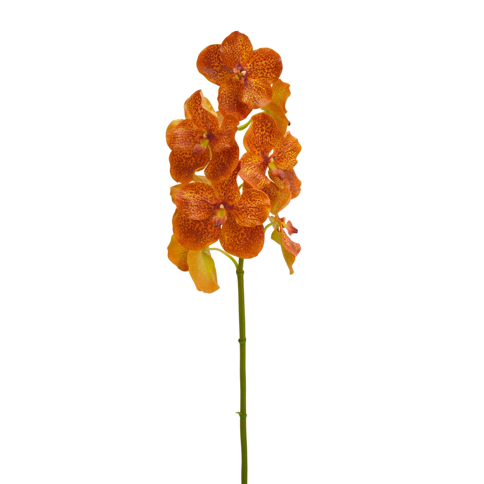 36.5 Gold Vanda Orchid Spray