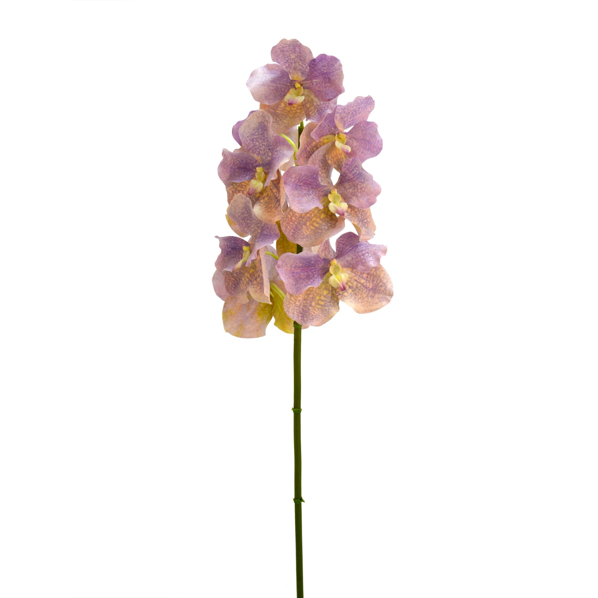 36.5 Lavender Vanda Orchid Spray
